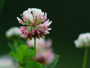 Preview wallpaper clover, flowers, plant, blur, macro
