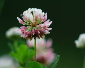 Preview wallpaper clover, flowers, plant, blur, macro
