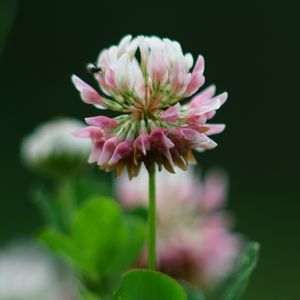 Preview wallpaper clover, flowers, plant, blur, macro