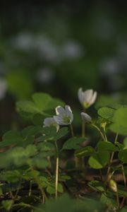 Preview wallpaper clover, flowers, white, plant, macro