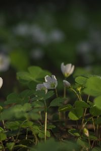 Preview wallpaper clover, flowers, white, plant, macro