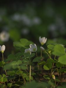 Preview wallpaper clover, flowers, white, plant, macro