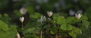 Preview wallpaper clover, flowers, white, plant, macro