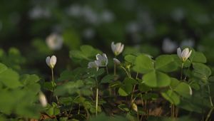 Preview wallpaper clover, flowers, white, plant, macro