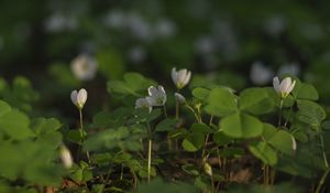 Preview wallpaper clover, flowers, white, plant, macro