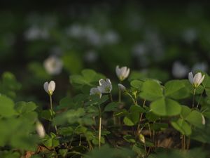 Preview wallpaper clover, flowers, white, plant, macro