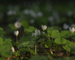 Preview wallpaper clover, flowers, white, plant, macro