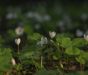Preview wallpaper clover, flowers, white, plant, macro