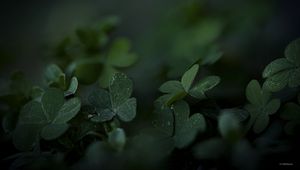 Preview wallpaper clover, frost, leaves, dark, blur, macro