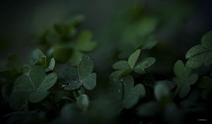 Preview wallpaper clover, frost, leaves, dark, blur, macro