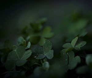 Preview wallpaper clover, frost, leaves, dark, blur, macro