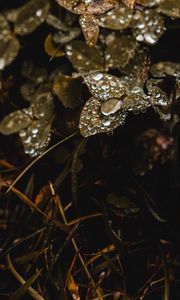 Preview wallpaper clover, grass, dew, drops, macro