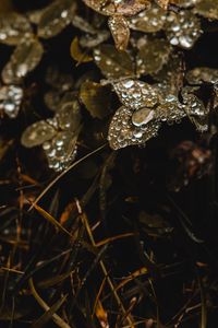 Preview wallpaper clover, grass, dew, drops, macro