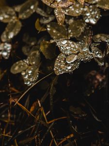 Preview wallpaper clover, grass, dew, drops, macro