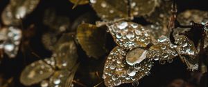 Preview wallpaper clover, grass, dew, drops, macro