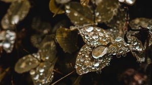 Preview wallpaper clover, grass, dew, drops, macro