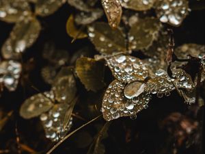 Preview wallpaper clover, grass, dew, drops, macro