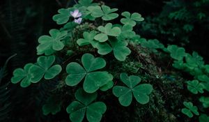 Preview wallpaper clover, grass, foliage