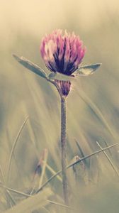 Preview wallpaper clover, grass, glare, light