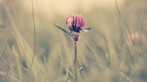 Preview wallpaper clover, grass, glare, light