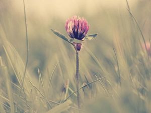 Preview wallpaper clover, grass, glare, light