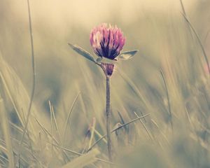 Preview wallpaper clover, grass, glare, light