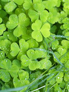 Preview wallpaper clover, grass, green, leaves, drops