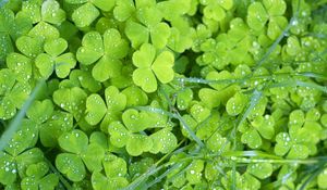 Preview wallpaper clover, grass, green, leaves, drops