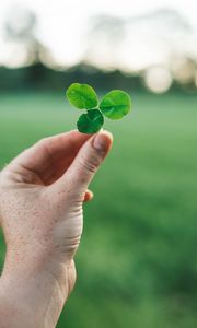 Preview wallpaper clover, hand, macro, blur