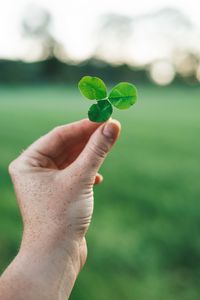 Preview wallpaper clover, hand, macro, blur