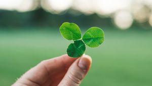 Preview wallpaper clover, hand, macro, blur