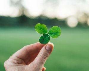 Preview wallpaper clover, hand, macro, blur