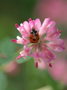 Preview wallpaper clover, ladybug, crawling, insect