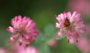 Preview wallpaper clover, ladybug, crawling, insect