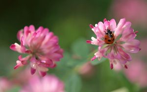 Preview wallpaper clover, ladybug, crawling, insect