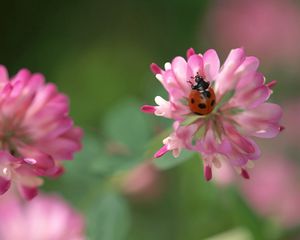 Preview wallpaper clover, ladybug, crawling, insect