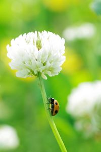 Preview wallpaper clover, ladybug, grass, insect, flower