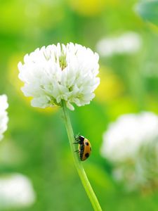 Preview wallpaper clover, ladybug, grass, insect, flower