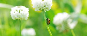 Preview wallpaper clover, ladybug, grass, insect, flower