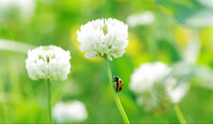 Preview wallpaper clover, ladybug, grass, insect, flower