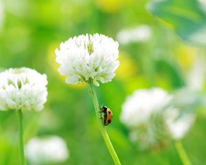 Preview wallpaper clover, ladybug, grass, insect, flower