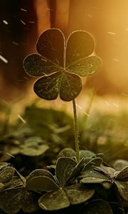 Preview wallpaper clover, leaves, blur, macro