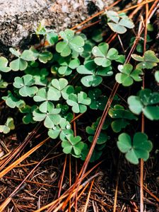 Preview wallpaper clover, leaves, branches