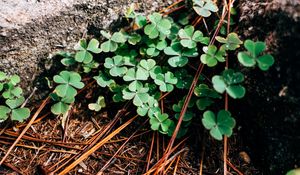 Preview wallpaper clover, leaves, branches