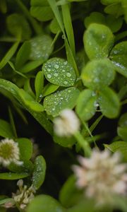 Preview wallpaper clover, leaves, drops, water, wet