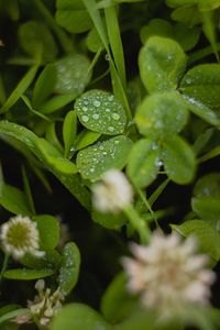 Preview wallpaper clover, leaves, drops, water, wet