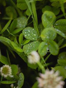 Preview wallpaper clover, leaves, drops, water, wet