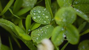 Preview wallpaper clover, leaves, drops, water, wet