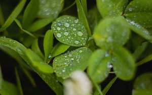 Preview wallpaper clover, leaves, drops, water, wet
