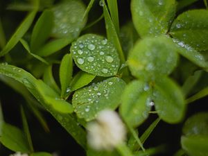 Preview wallpaper clover, leaves, drops, water, wet